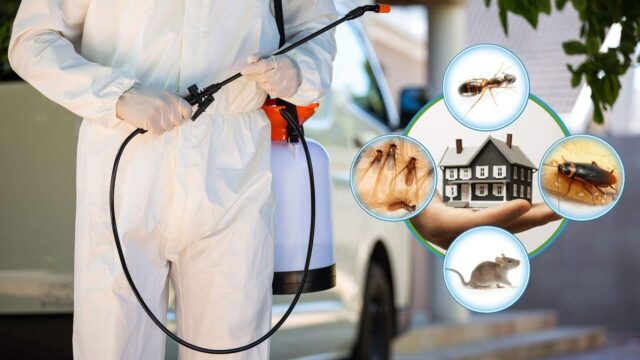 Reasons Why You Need Regular Pest Control Services