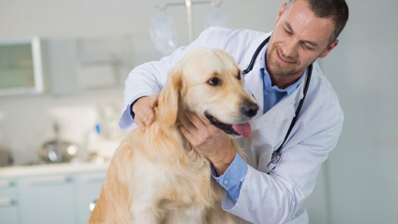 Everything you need to know about veterinary medicine