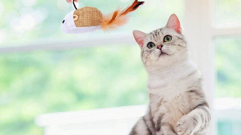 Stylish CuteLittleKitty8 Collars: Safety and Fashion